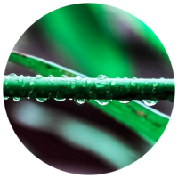 eco